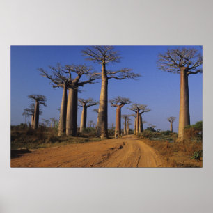 Africa, Madagascar, Morondava, Baobab Avenue. Poster
