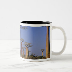 Africa, Madagascar, Morondava, Baobab Avenue. Two-Tone Coffee Mug