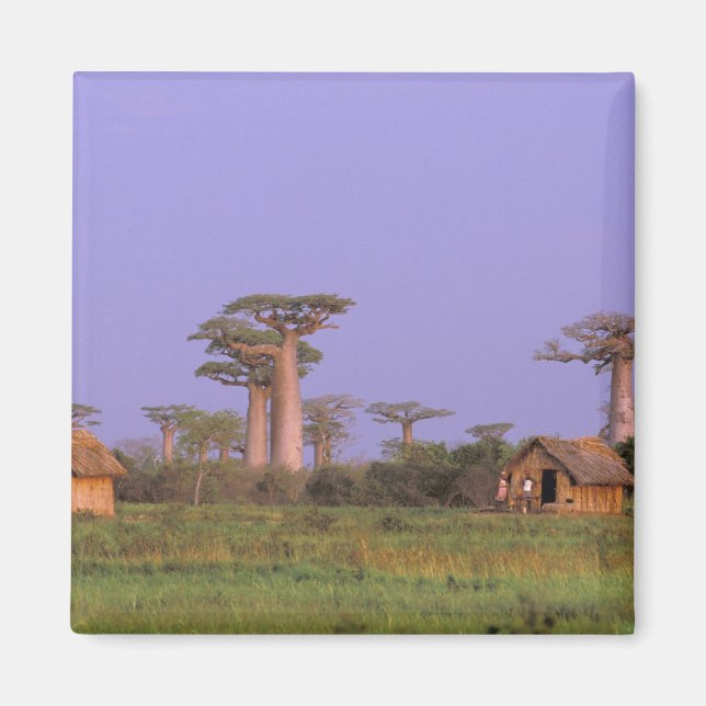 Africa, Madagascar, Morondava. Baobabs Magnet (Front)