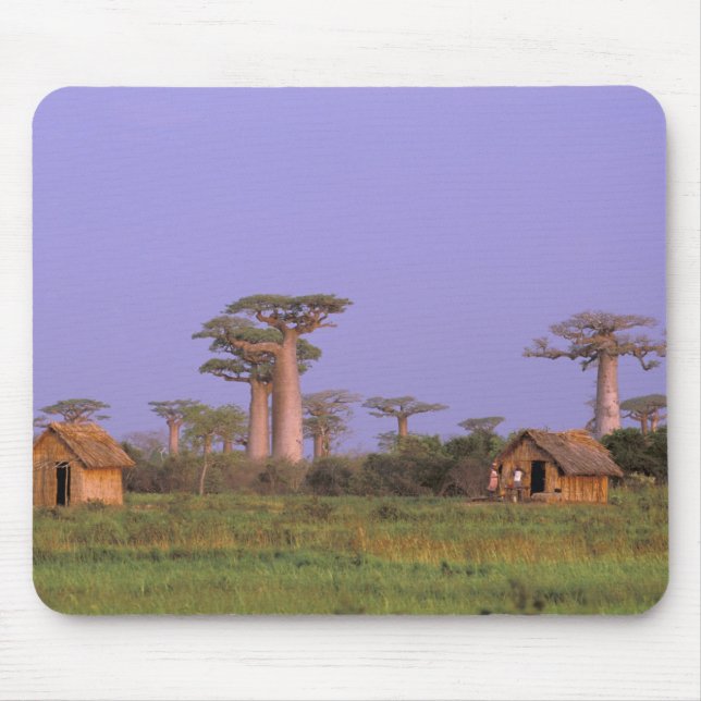Africa, Madagascar, Morondava. Baobabs Mouse Pad (Front)