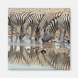 Africa, Namibia, Etosha NP. Burchell's Zebra Magnet