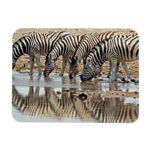 Africa, Namibia, Etosha NP. Burchell's Zebra Magnet