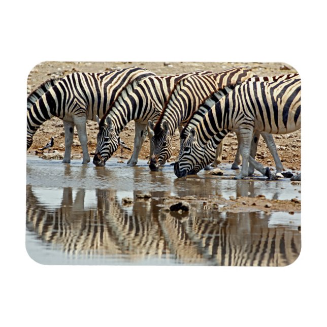 Africa, Namibia, Etosha NP. Burchell's Zebra Magnet (Horizontal)