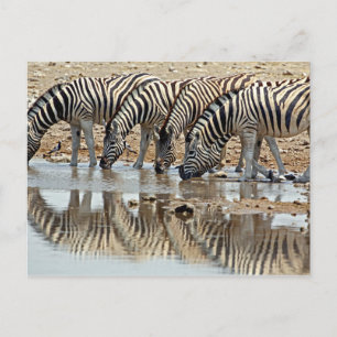 Africa, Namibia, Etosha NP. Burchell's Zebra Postcard
