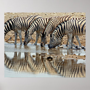 Africa, Namibia, Etosha NP. Burchell's Zebra Poster