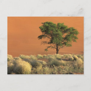 Africa, Namibia, Namib National Park, Sossusvlei Postcard