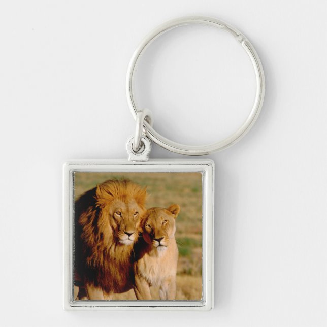 Africa, Namibia, Okonjima. Lion & lioness Key Ring (Front)