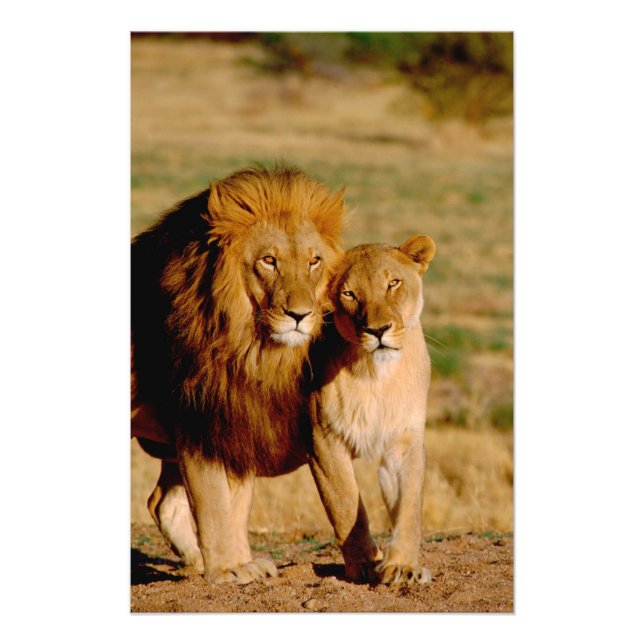 Africa, Namibia, Okonjima. Lion & lioness Photo Print (Front)