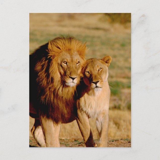 Africa, Namibia, Okonjima. Lion & lioness Postcard (Front)