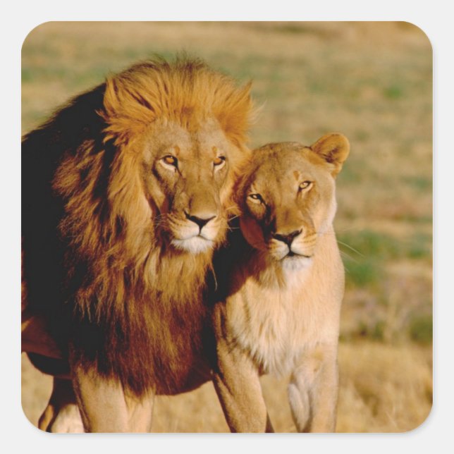 Africa, Namibia, Okonjima. Lion & lioness Square Sticker (Front)