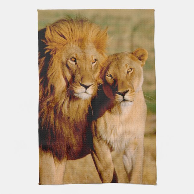 Africa, Namibia, Okonjima. Lion & lioness Tea Towel (Vertical)