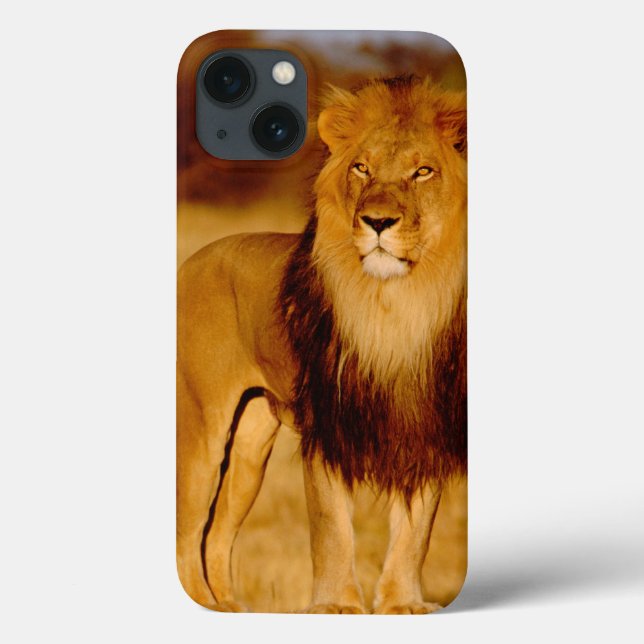 Africa, Namibia, Okonjima. Lone male lion Case-Mate iPhone Case (Back)