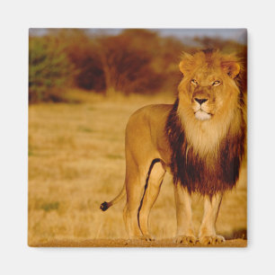 Africa, Namibia, Okonjima. Lone male lion Magnet