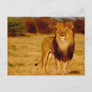 Africa, Namibia, Okonjima. Lone male lion Postcard
