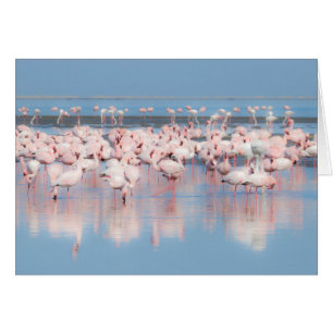 Africa, Namibia, Walvis Bay