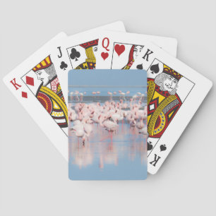 Africa, Namibia, Walvis Bay Playing Cards