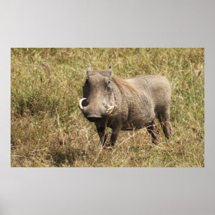 Africa - nasal pig poster