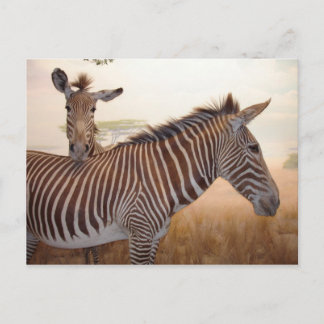 Africa - Photo - Zebra Postcard