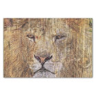 Africa safari animal wildlife majestic lion