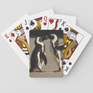 Africa, South Africa, Capetown area Jackass Playing Cards