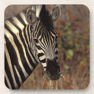 Africa, South Africa, Kruger NP Zebra portrait Coaster