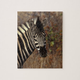 Africa, South Africa, Kruger NP Zebra portrait Jigsaw Puzzle