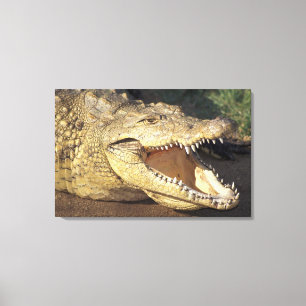 Africa, South Africa Nile crocodile Canvas Print