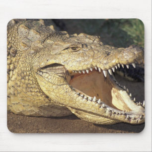 Africa, South Africa Nile crocodile Mouse Pad