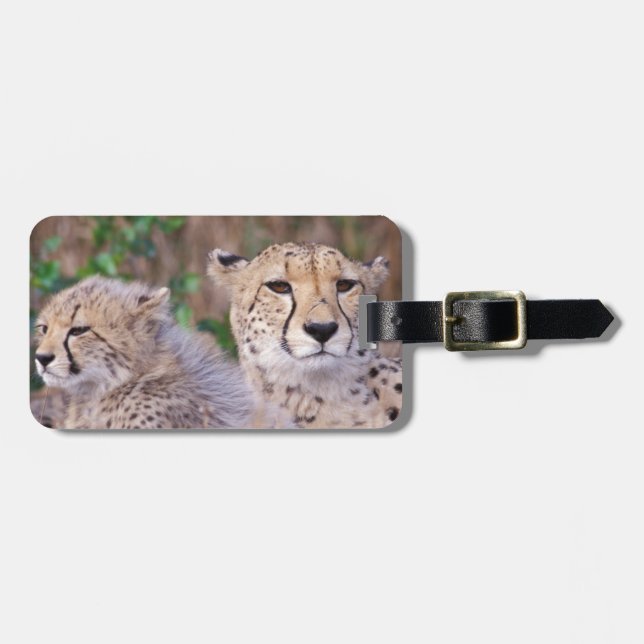 Africa, South Africa, Tswalu Reserve. Cheetahs Luggage Tag (Front Horizontal)