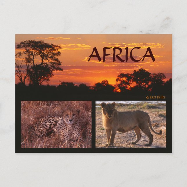 Africa Sunset & Big Cats Postcard (Front)