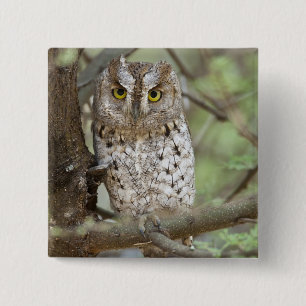 Africa. Tanzania. African Scops Owl at Tarangire 2 15 Cm Square Badge