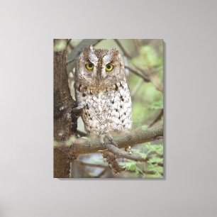 Africa. Tanzania. African Scops Owl at Tarangire 2 Canvas Print