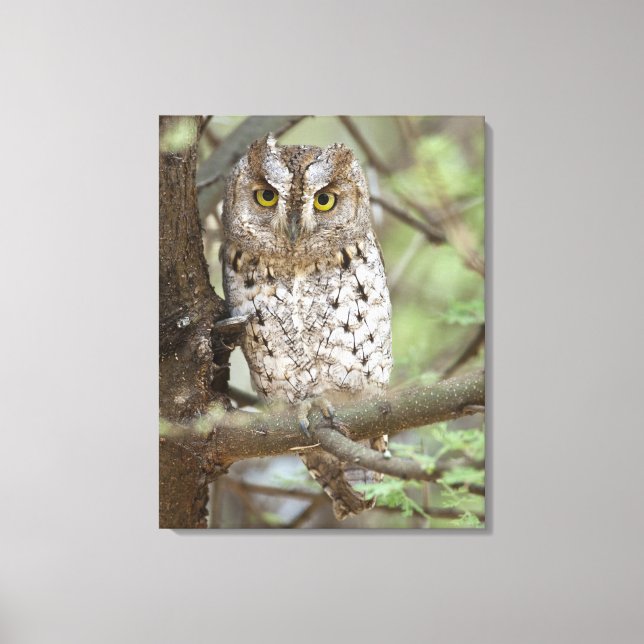 Africa. Tanzania. African Scops Owl at Tarangire 2 Canvas Print (Front)