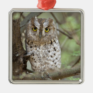 Africa. Tanzania. African Scops Owl at Tarangire 2 Metal Tree Decoration