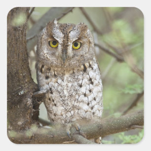 Africa. Tanzania. African Scops Owl at Tarangire 2 Square Sticker