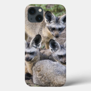 Africa. Tanzania. Bat-Eared Foxes at Ndutu in iPhone 13 Case