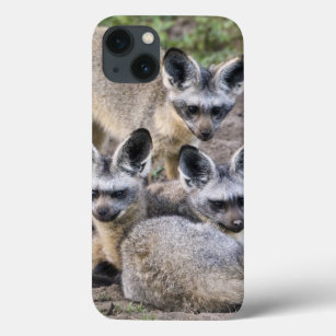 Africa. Tanzania. Bat-Eared Foxes at Ndutu in iPhone 13 Case