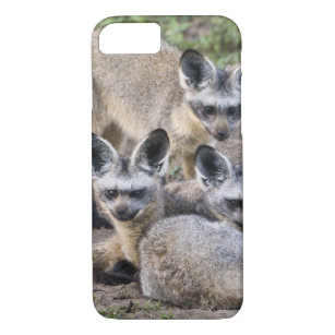 Africa. Tanzania. Bat-Eared Foxes at Ndutu in iPhone 8/7 Case