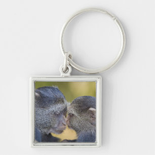 Africa. Tanzania. Blue Monkey mother with young Key Ring