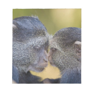 Africa. Tanzania. Blue Monkey mother with young Notepad