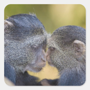 Africa. Tanzania. Blue Monkey mother with young Square Sticker