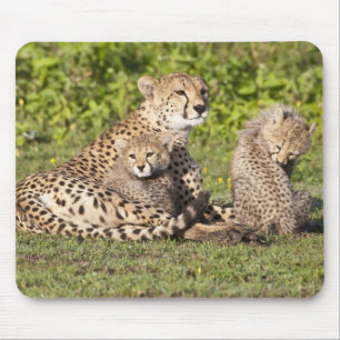 Africa. Tanzania. Cheetah mother and cubs 2 Mouse Pad