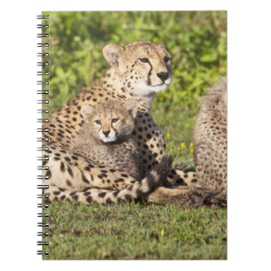 Africa. Tanzania. Cheetah mother and cubs 2 Notebook