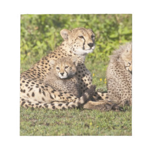 Africa. Tanzania. Cheetah mother and cubs 2 Notepad