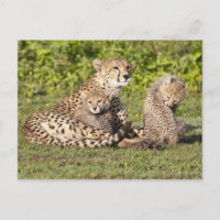 Africa. Tanzania. Cheetah mother and cubs 2