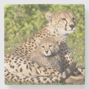 Africa. Tanzania. Cheetah mother and cubs 2 Stone Coaster