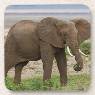 Africa. Tanzania. Elephant at Lake Manyara NP. Coaster