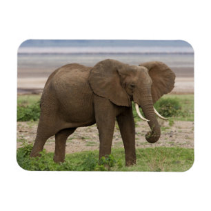 Africa. Tanzania. Elephant at Lake Manyara NP. Magnet