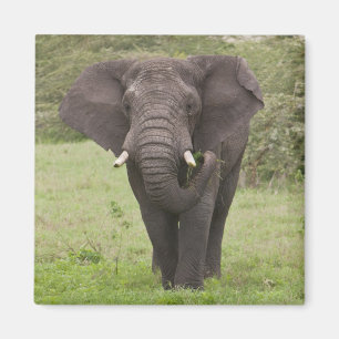 Africa Tanzania Elephant at Ngorongoro Crater Magnet