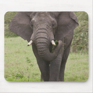 Africa Tanzania Elephant at Ngorongoro Crater Mouse Pad